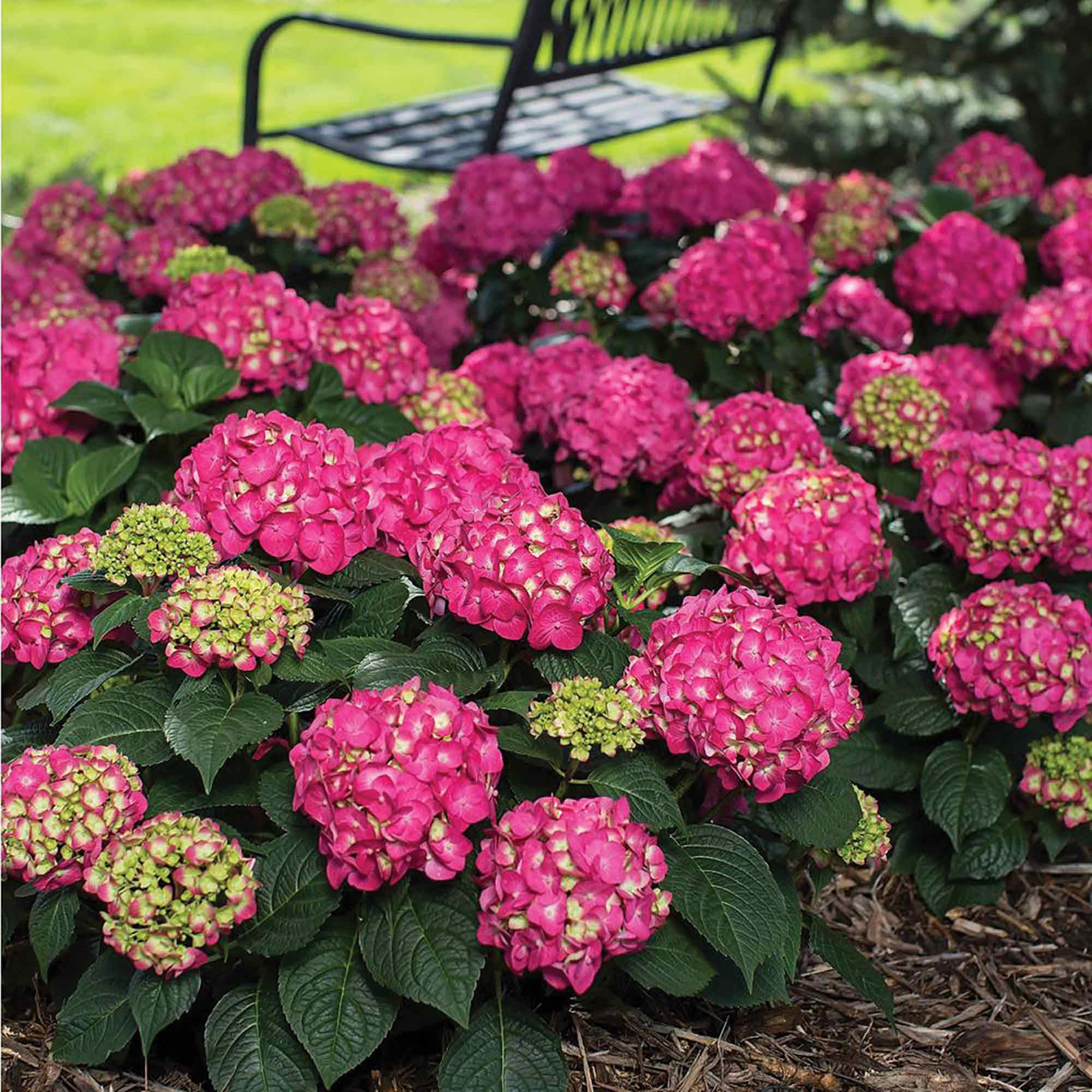 Hydrangea ‘Summer Crush’ 2G