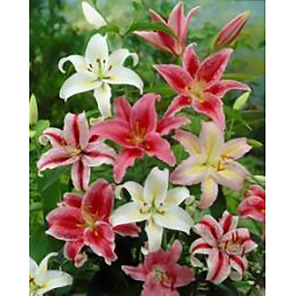 Oriental Lillies Assorted Pre-Planted Planter