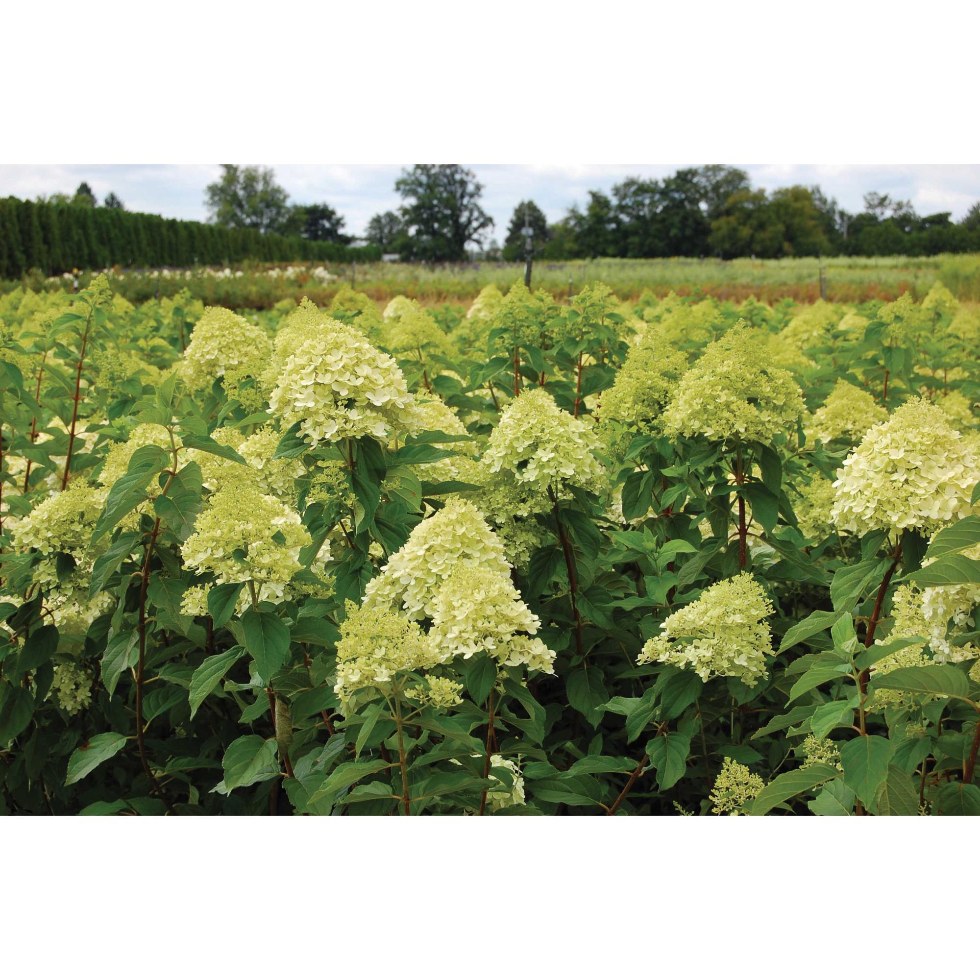 Panicule hortensia Limelight PW® 7 g