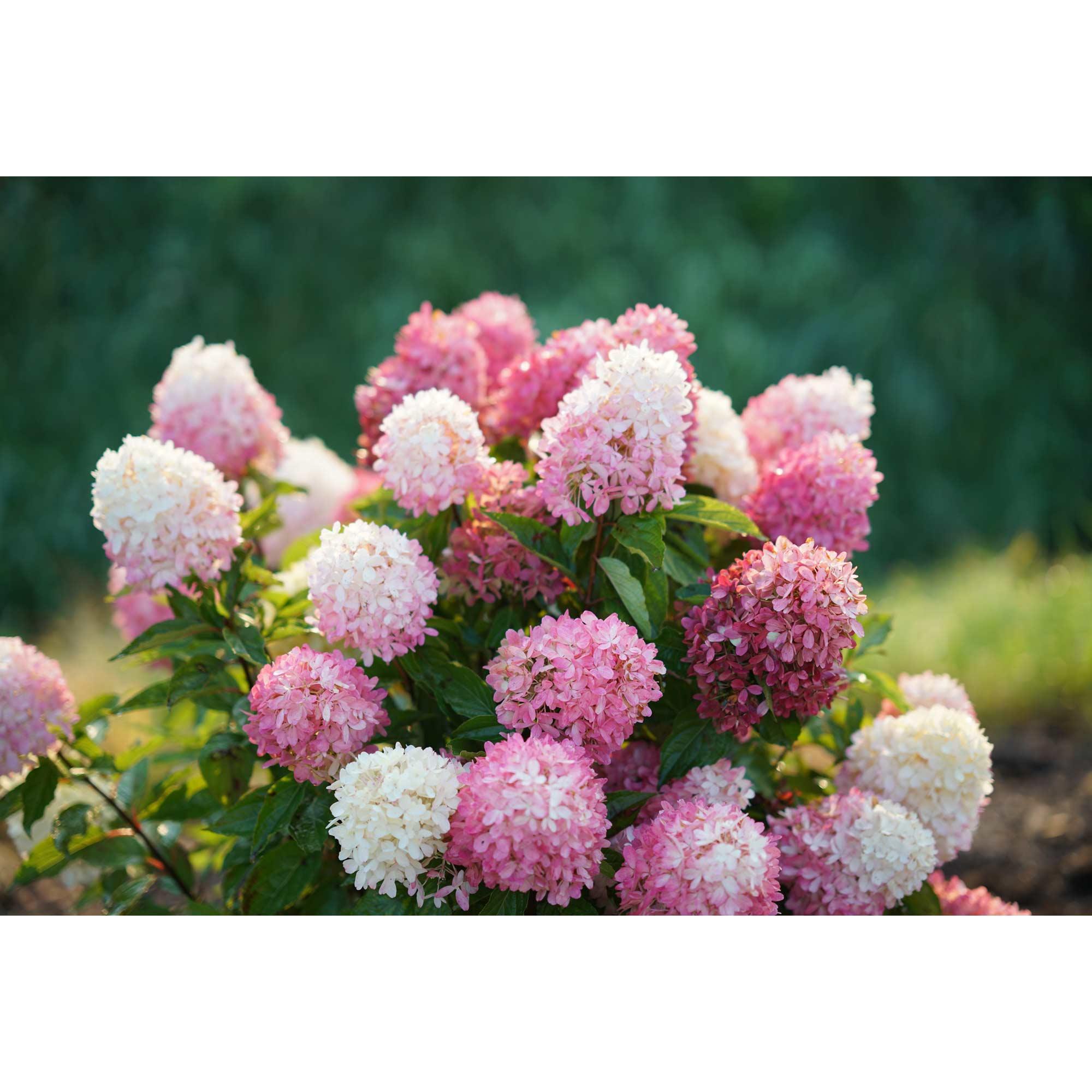 Hortensia Zinfin Doll PW® 2 g