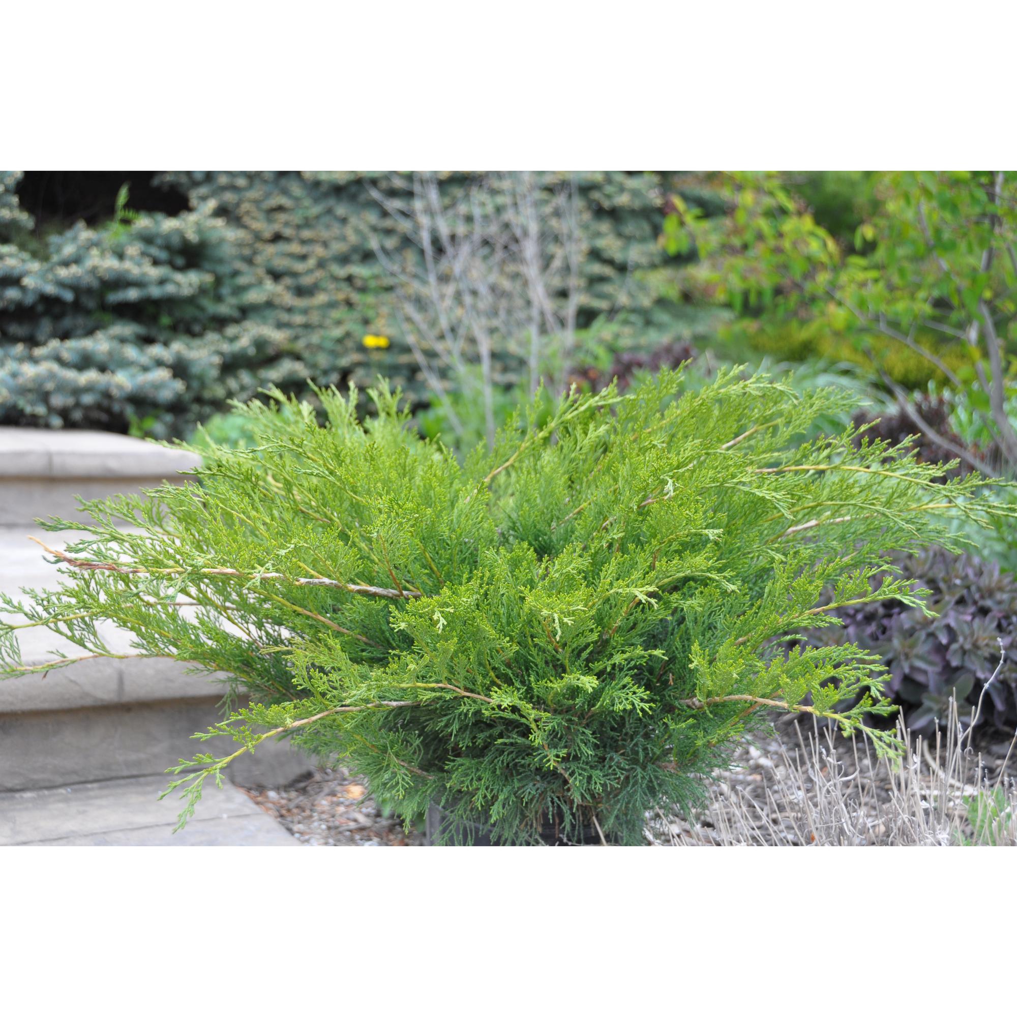 2G Juniper Sheridan Select