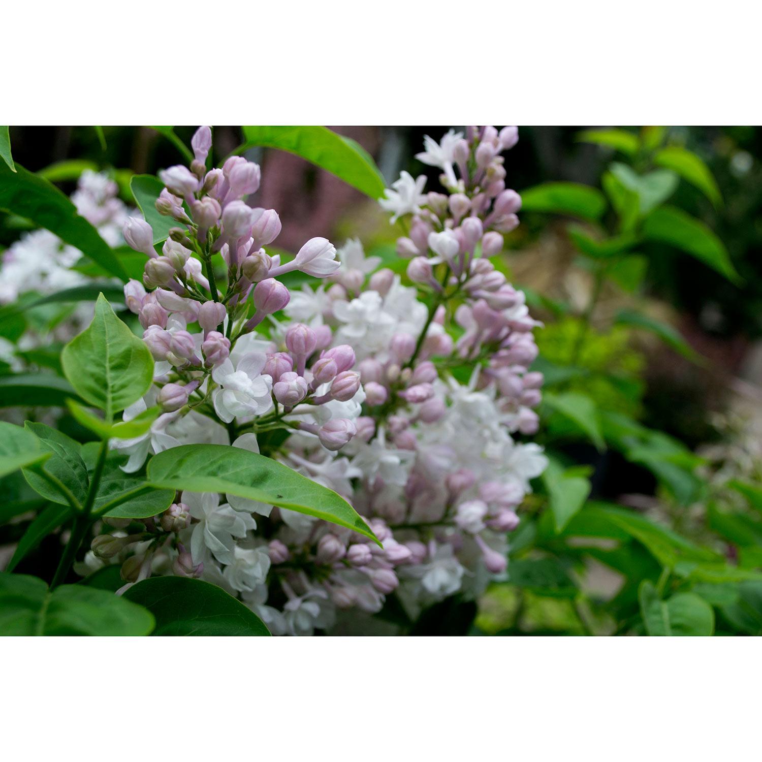 Lilac Beauty of Moscow 3 Gal 
