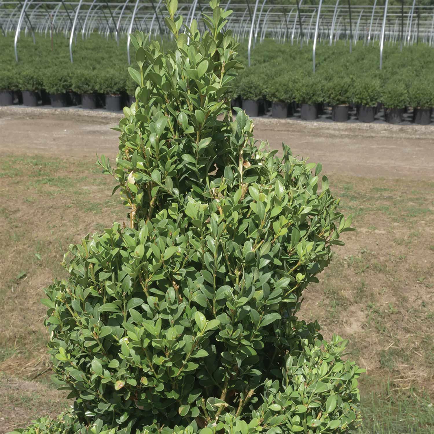 5 Gallon Green Mountain Spiral Boxwood