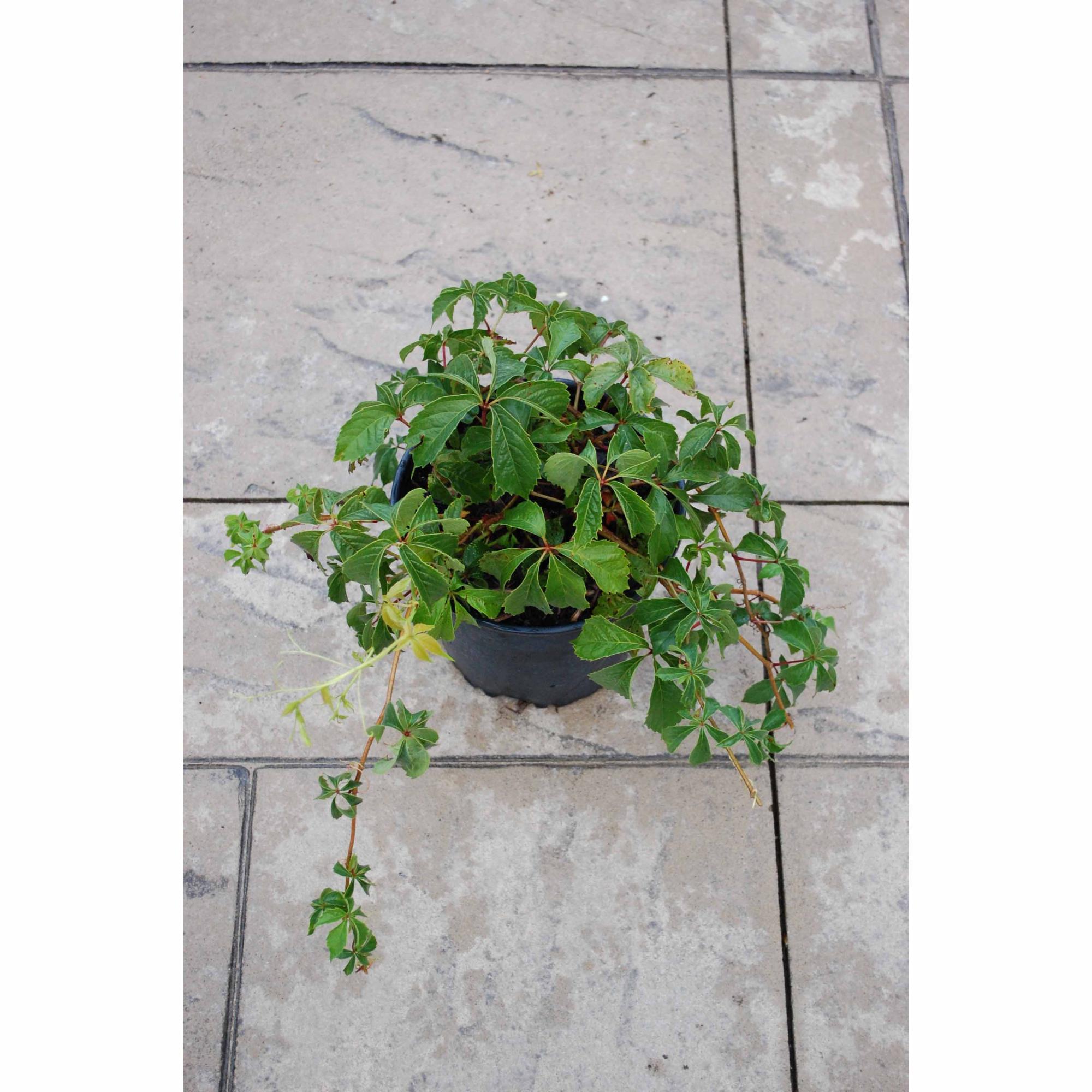 2 Gallon Virginia Creeper