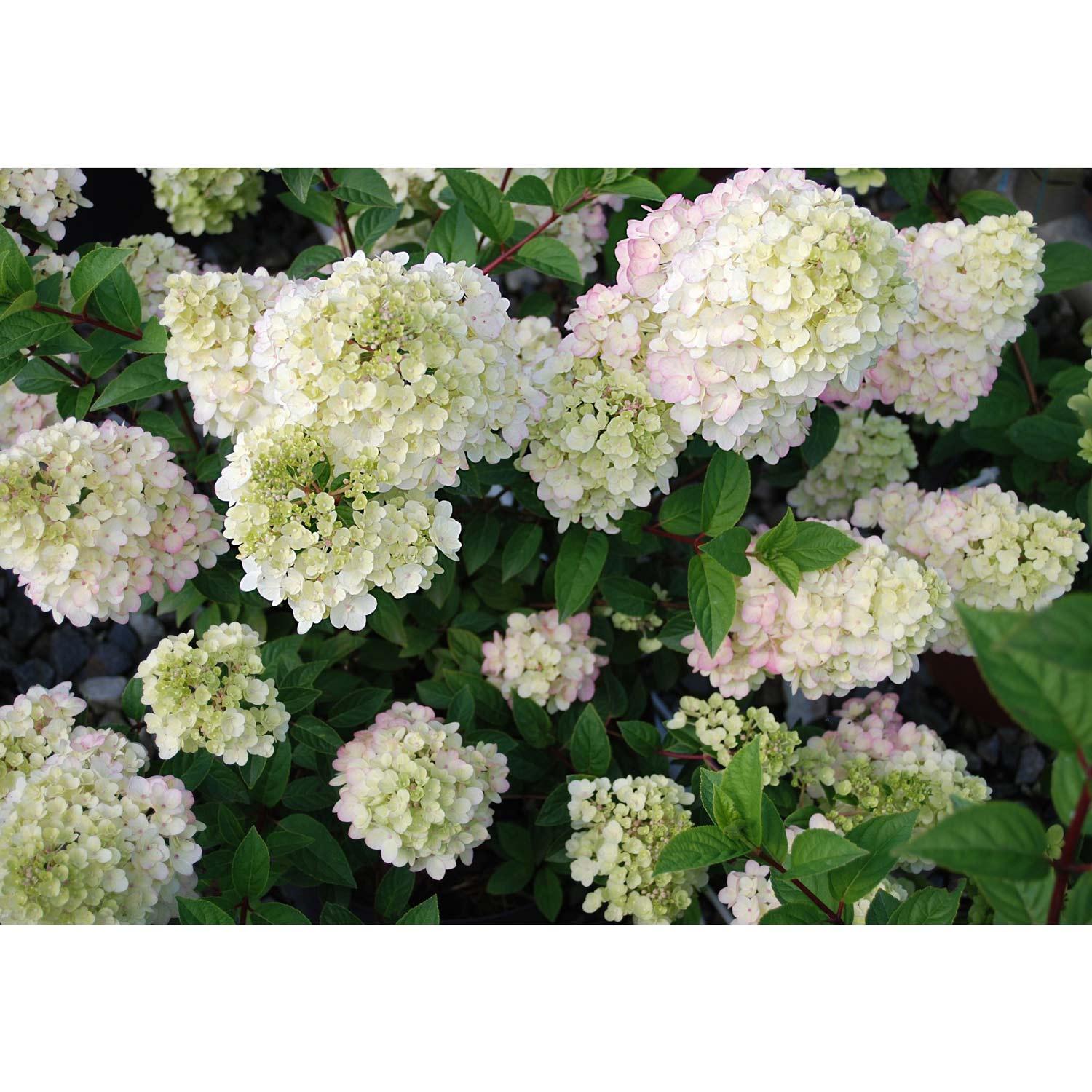 Hortensia Strawberry Sunday 2 gallons