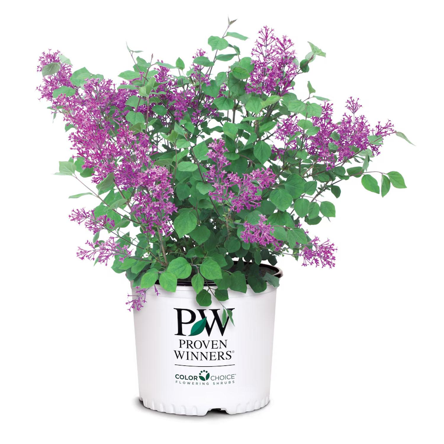 Lilas Bloomerang 2 gallons pourpre foncé