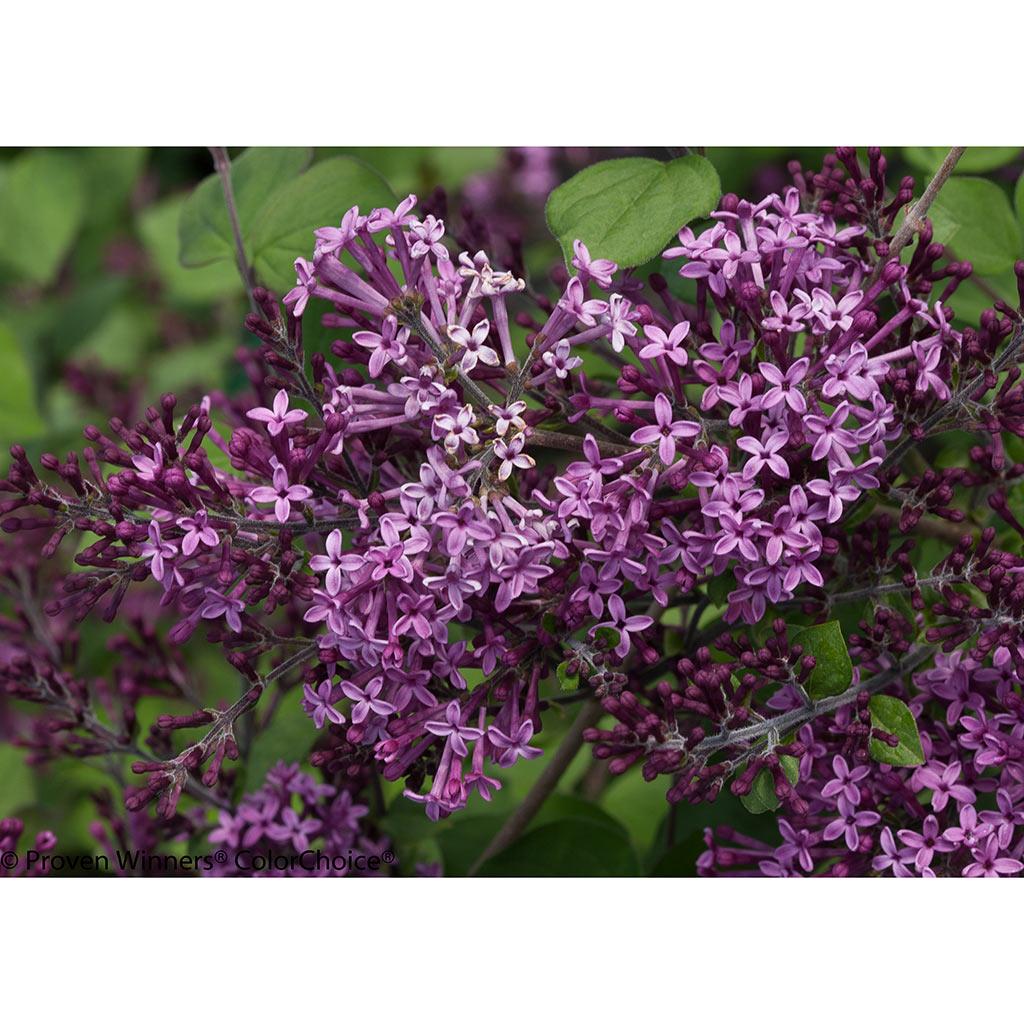 Lilas Bloomerang 2 gallons rose