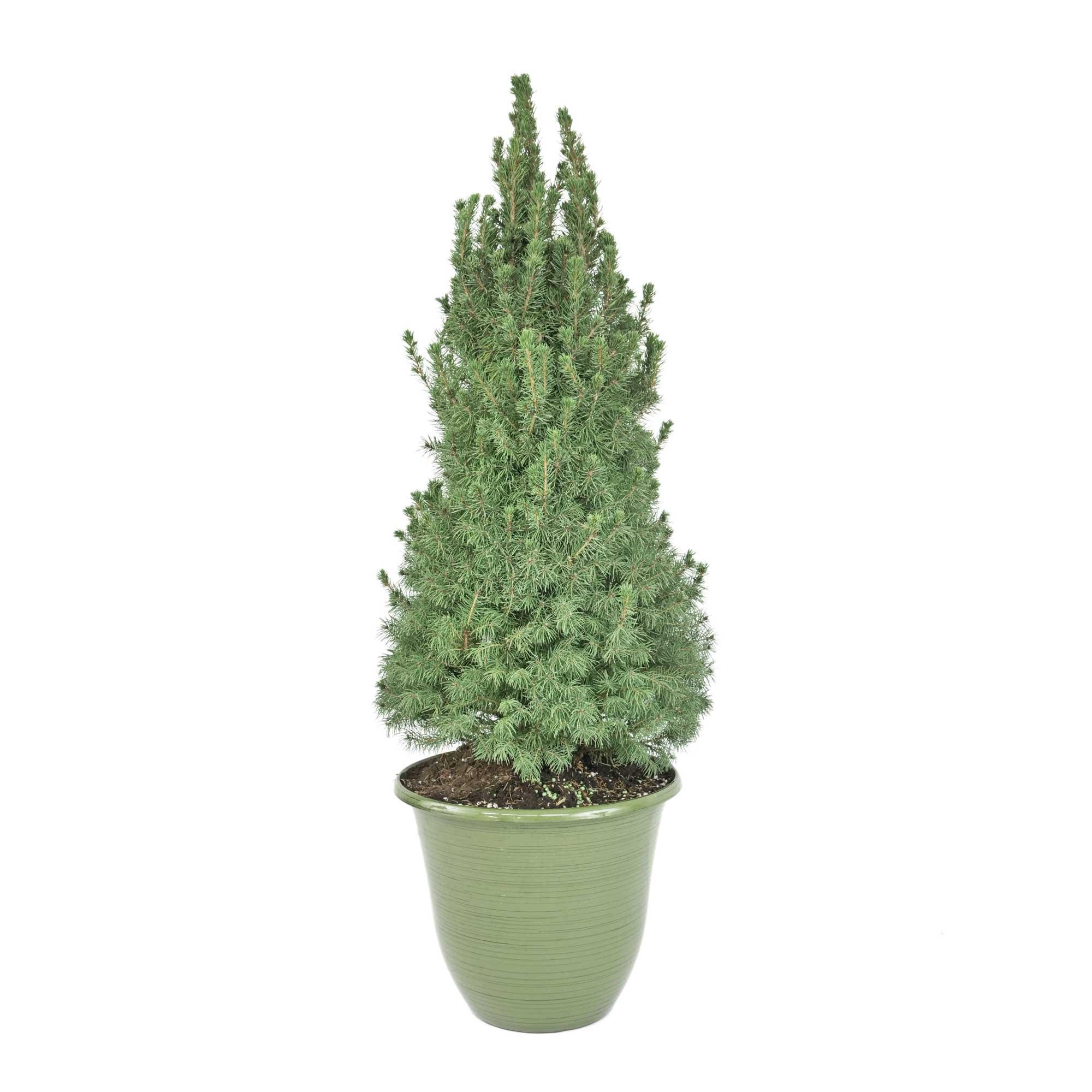 2 Gallon Dwarf Alberta Spiral Spruce