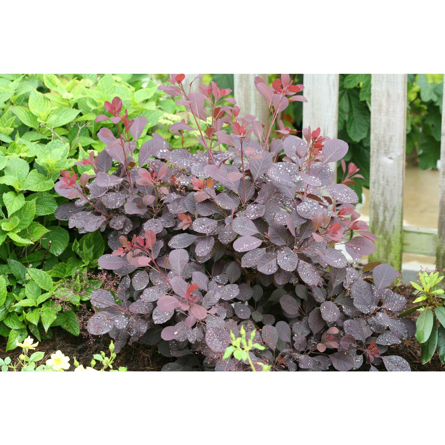 Smokebush Winecraft 2 gallons