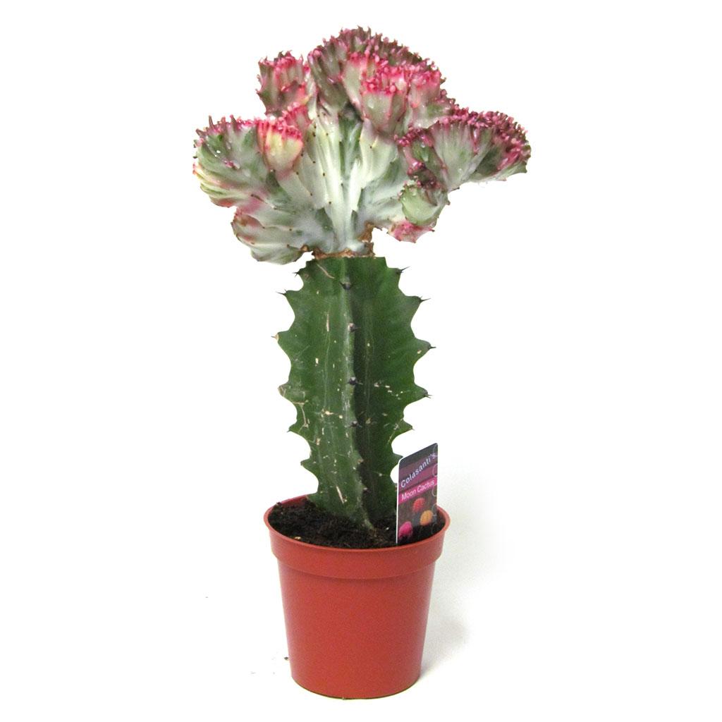 Cactus 2,5 po