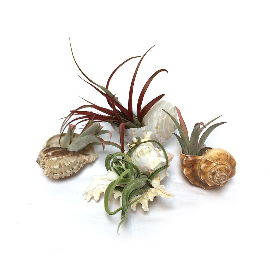 Air Plant