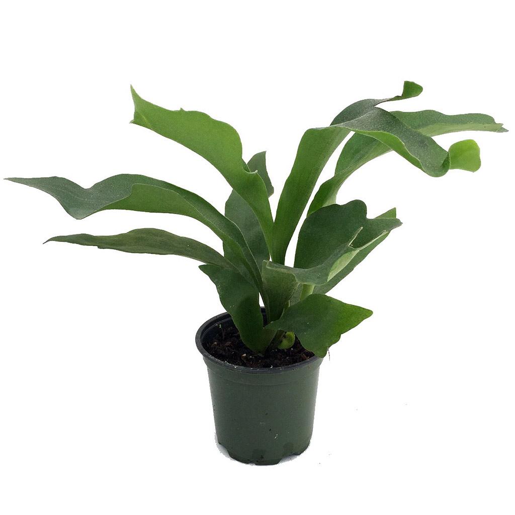 Fougère Staghorn 4 po