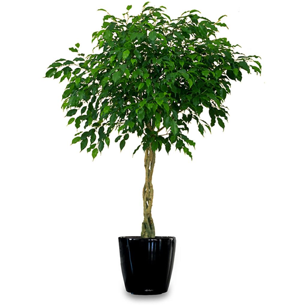 Figuier Benjamina tressé 10 po