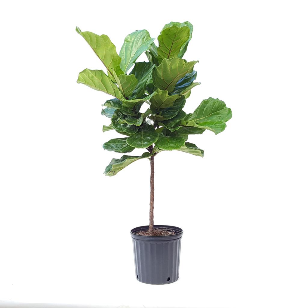 10" Ficus Fiddleleaf