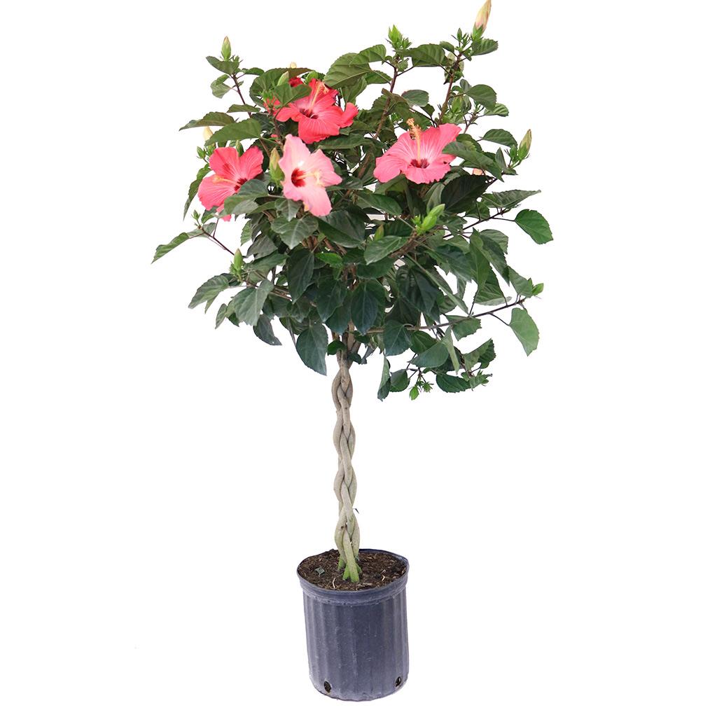Hibiscus tressé 10 po