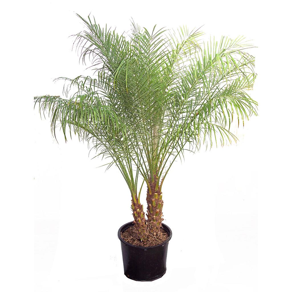 10" Robellini Palm