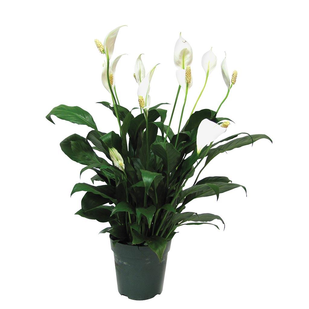Spathiphyllum 8 po