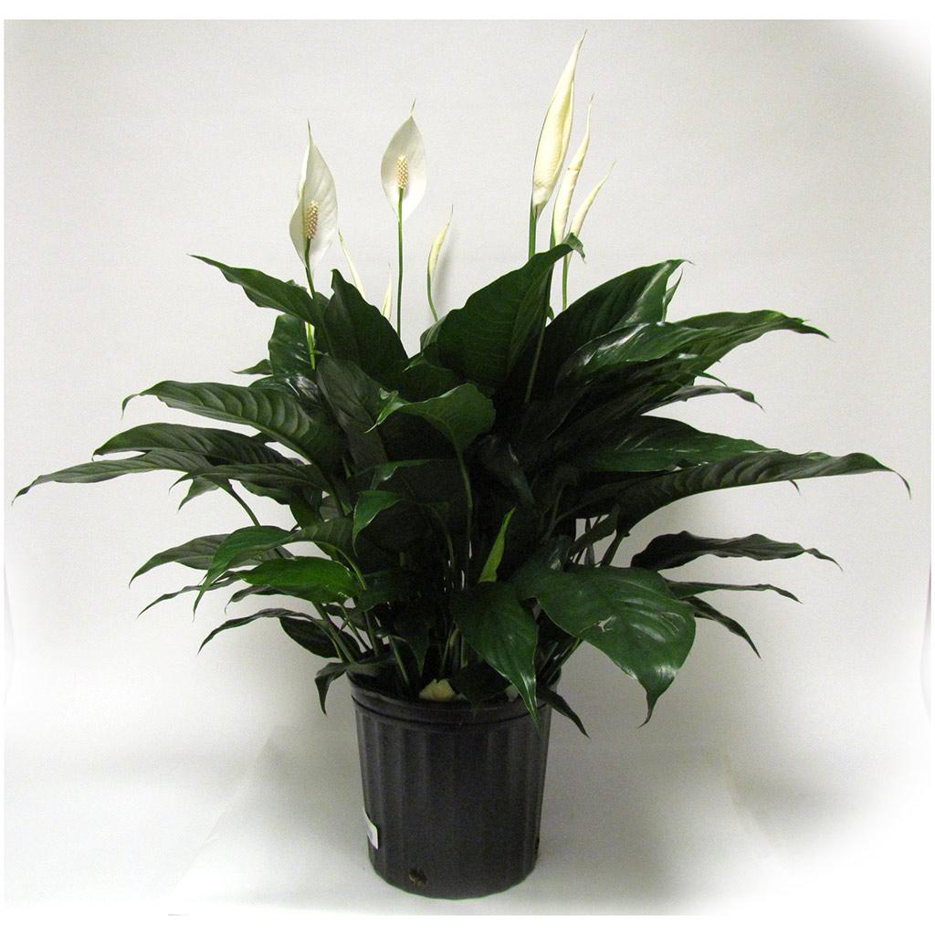 Spathiphyllum 10 po