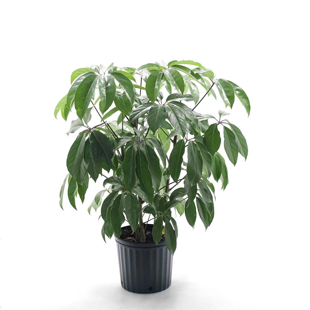 Schefflera Amata 10 po