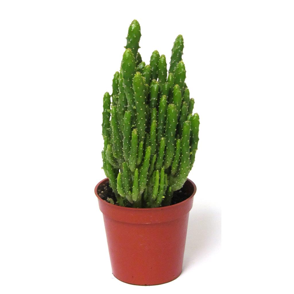 Cactus 1,5 po