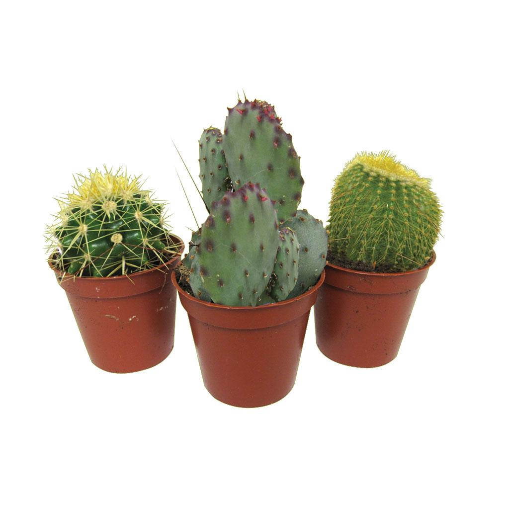 Cactus 3,25