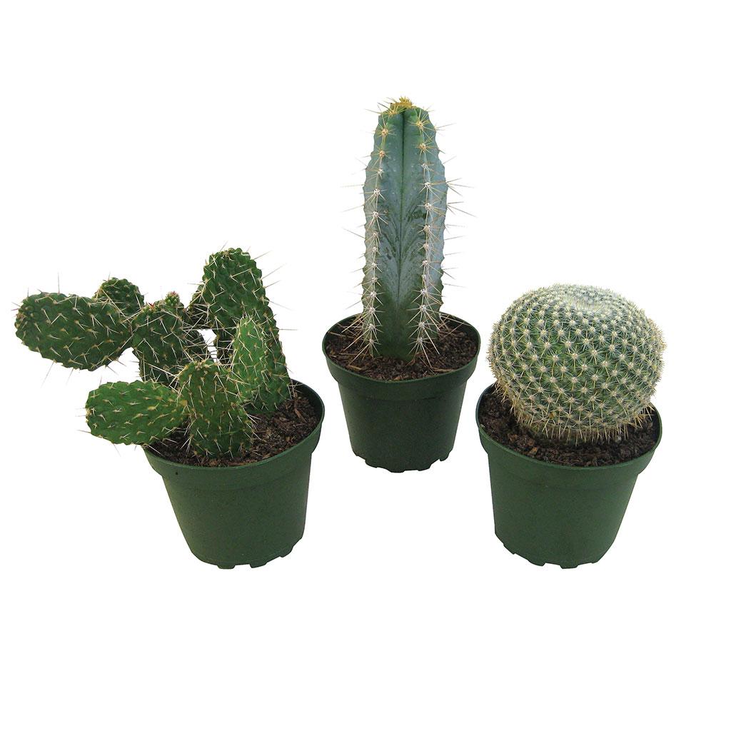 2.5" Cactus