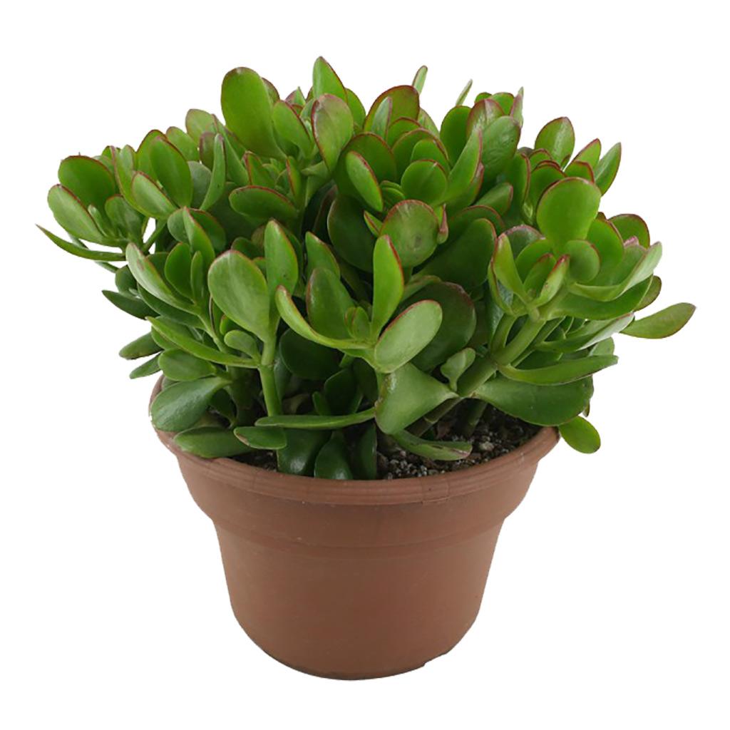 Jade 4 po