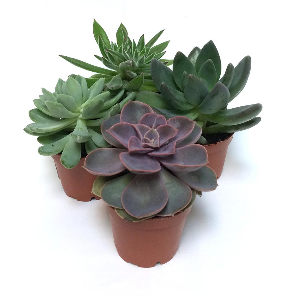 2.5" Succulent