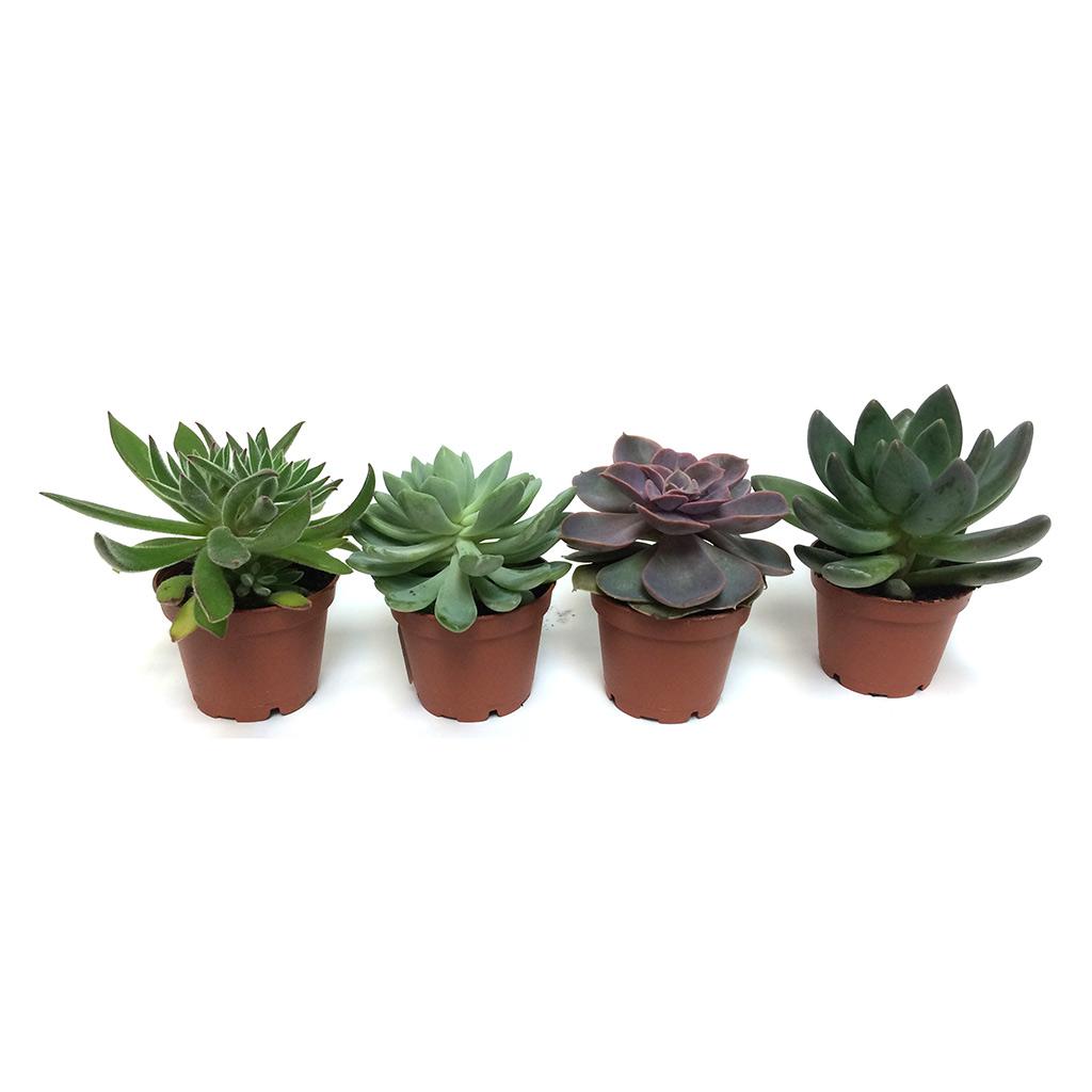 Plante grasse 1,5 po