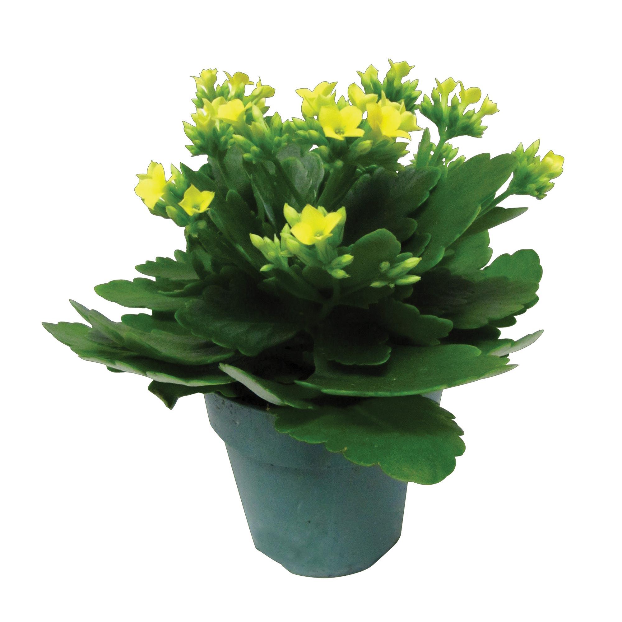 Kalanchoe 4 po