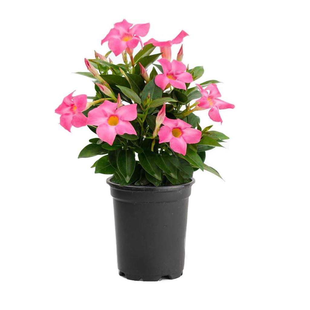 6" Mandevilla
