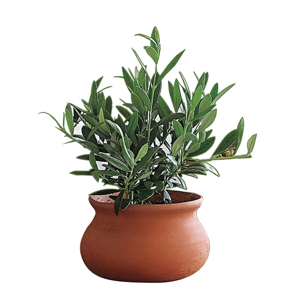 4" Olive