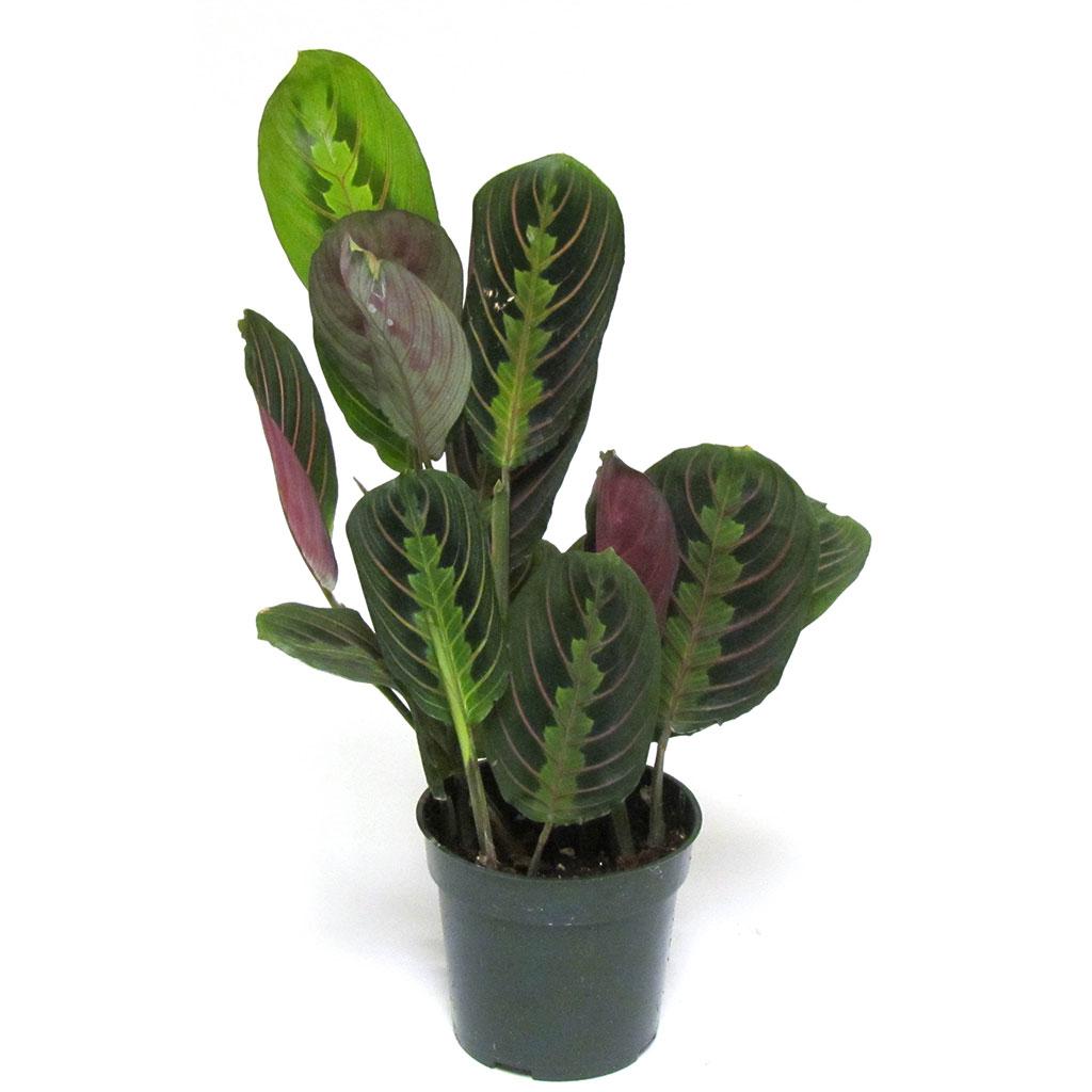 Maranta à nervures blanches de Kerchove 4 po