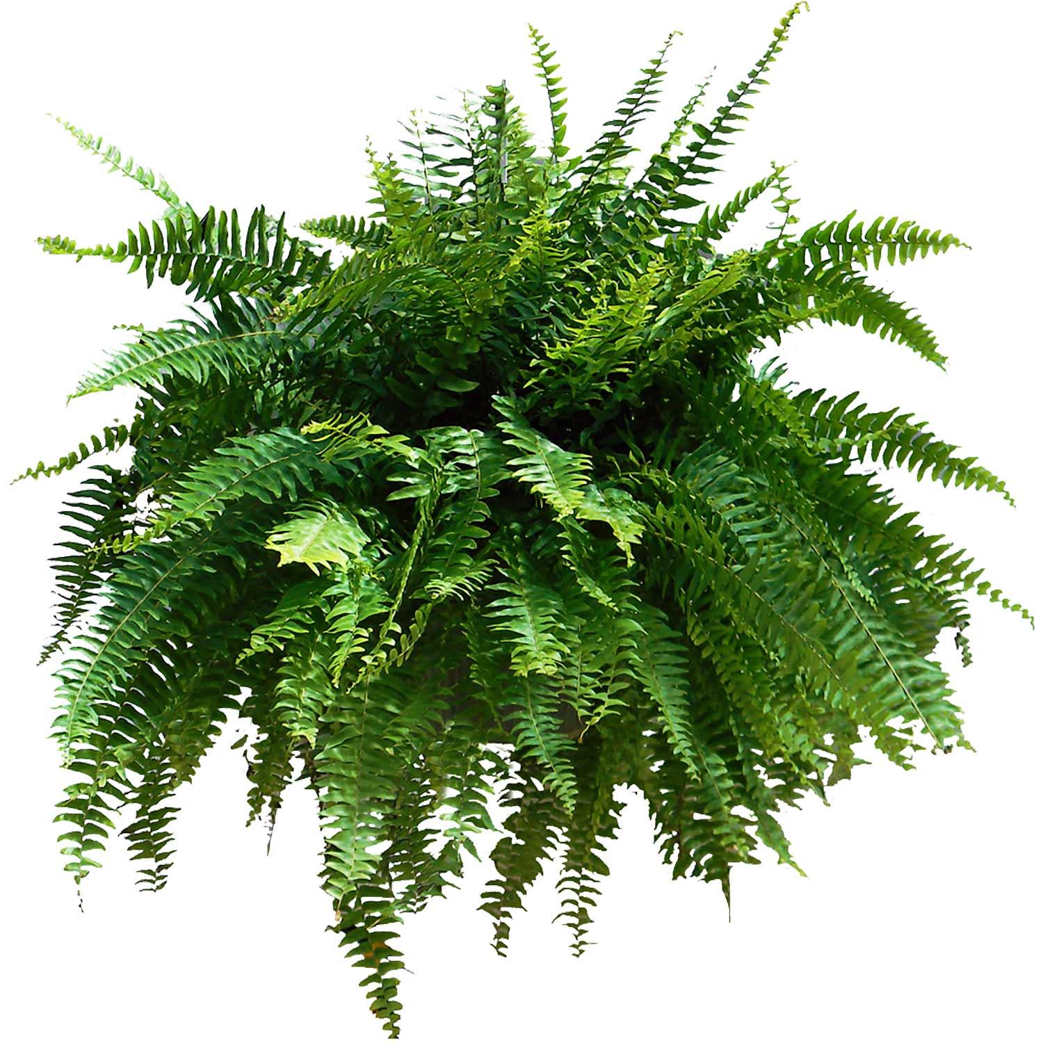 10" Hanging Foliage