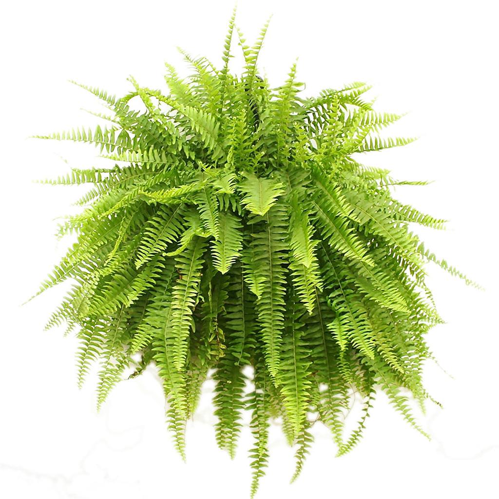 10" Hanging Fern