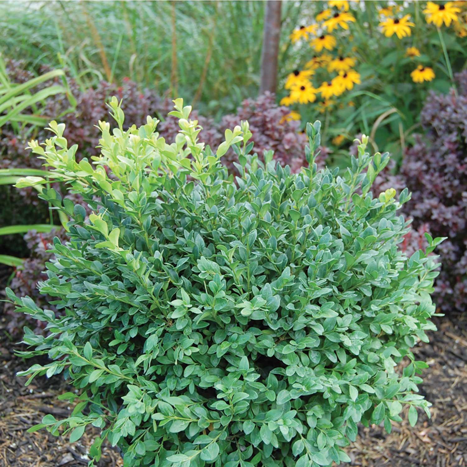 Buis Green Gem™ 3 gal