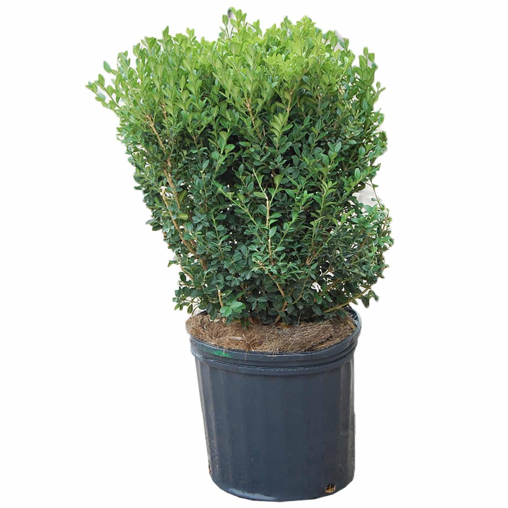 Buis Green Mountain 3 gal