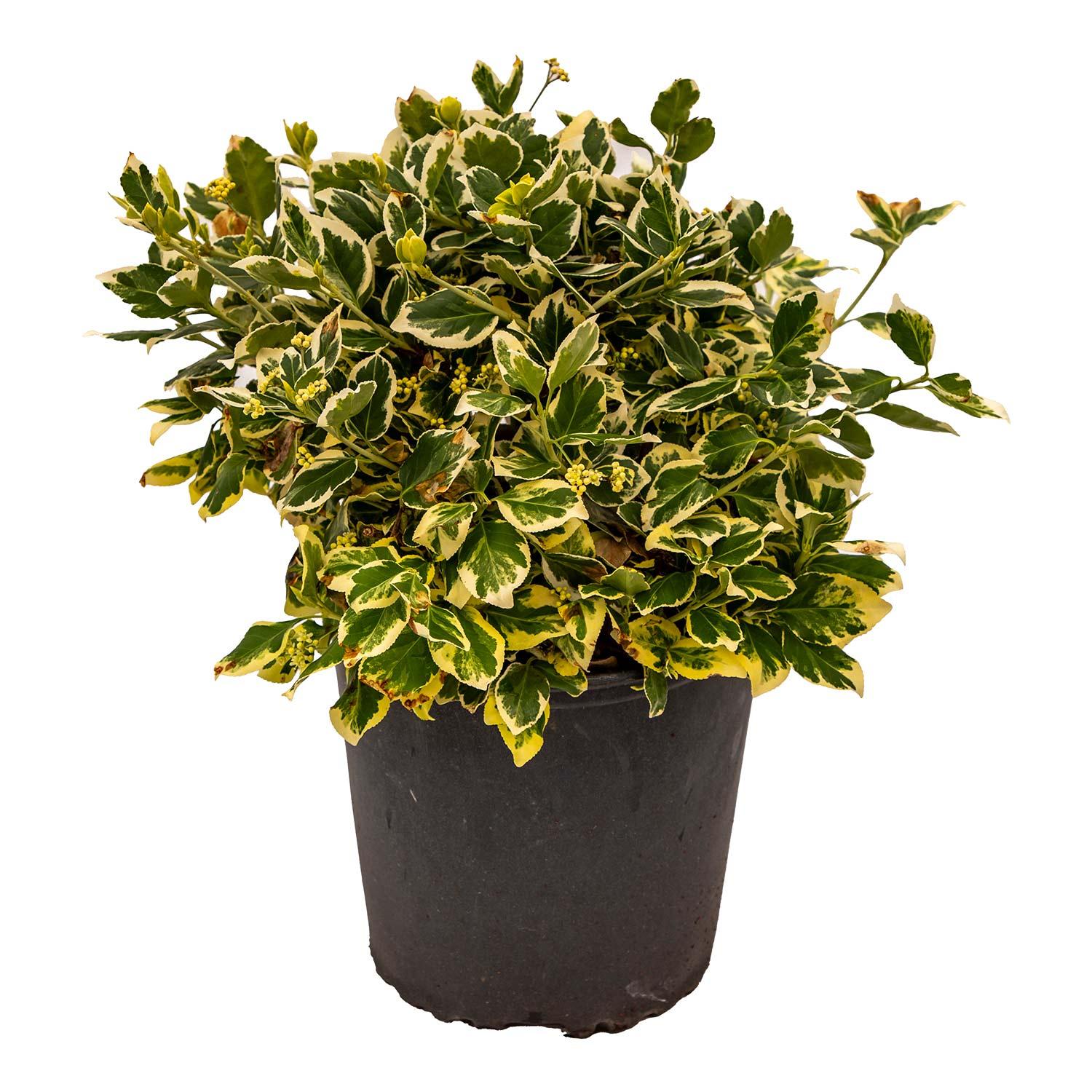 Emerald Gaiety Euonymus 2G