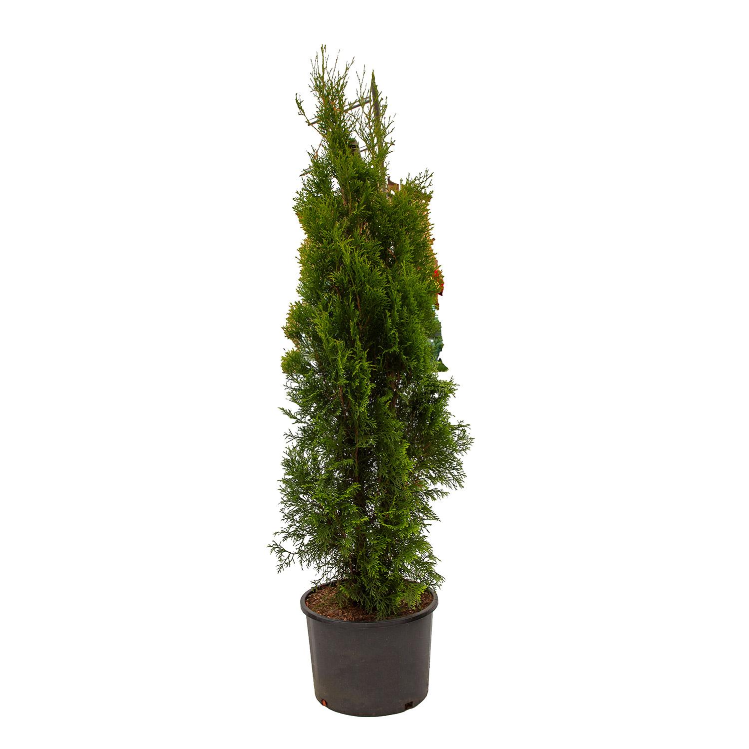 Emerald Eastern Cedar 2G