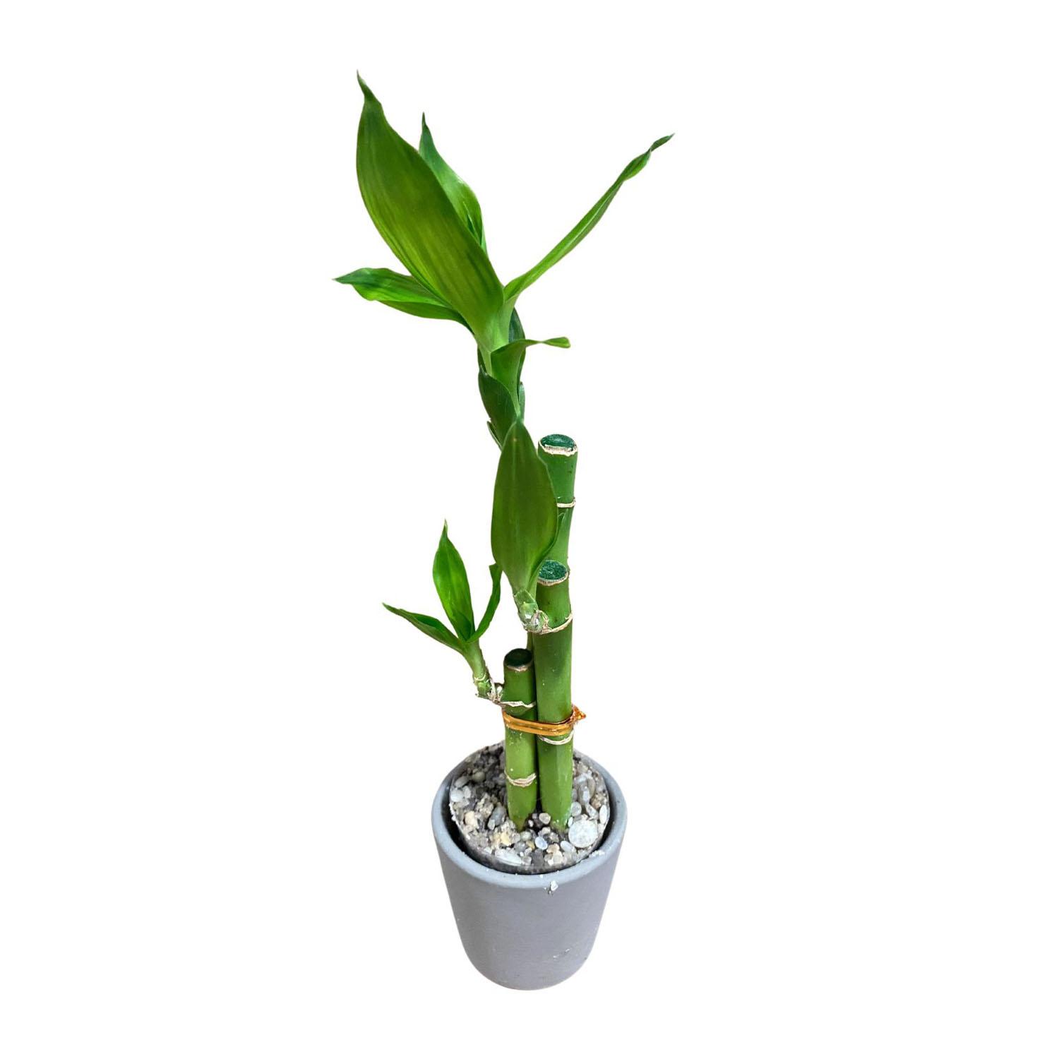 Plantes d'intérieur Bambou Lucky assortis