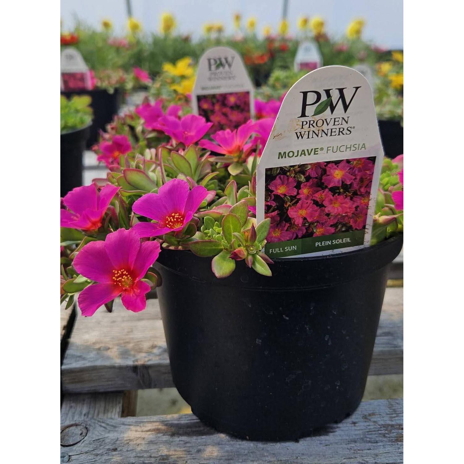6" Assorted Annuals