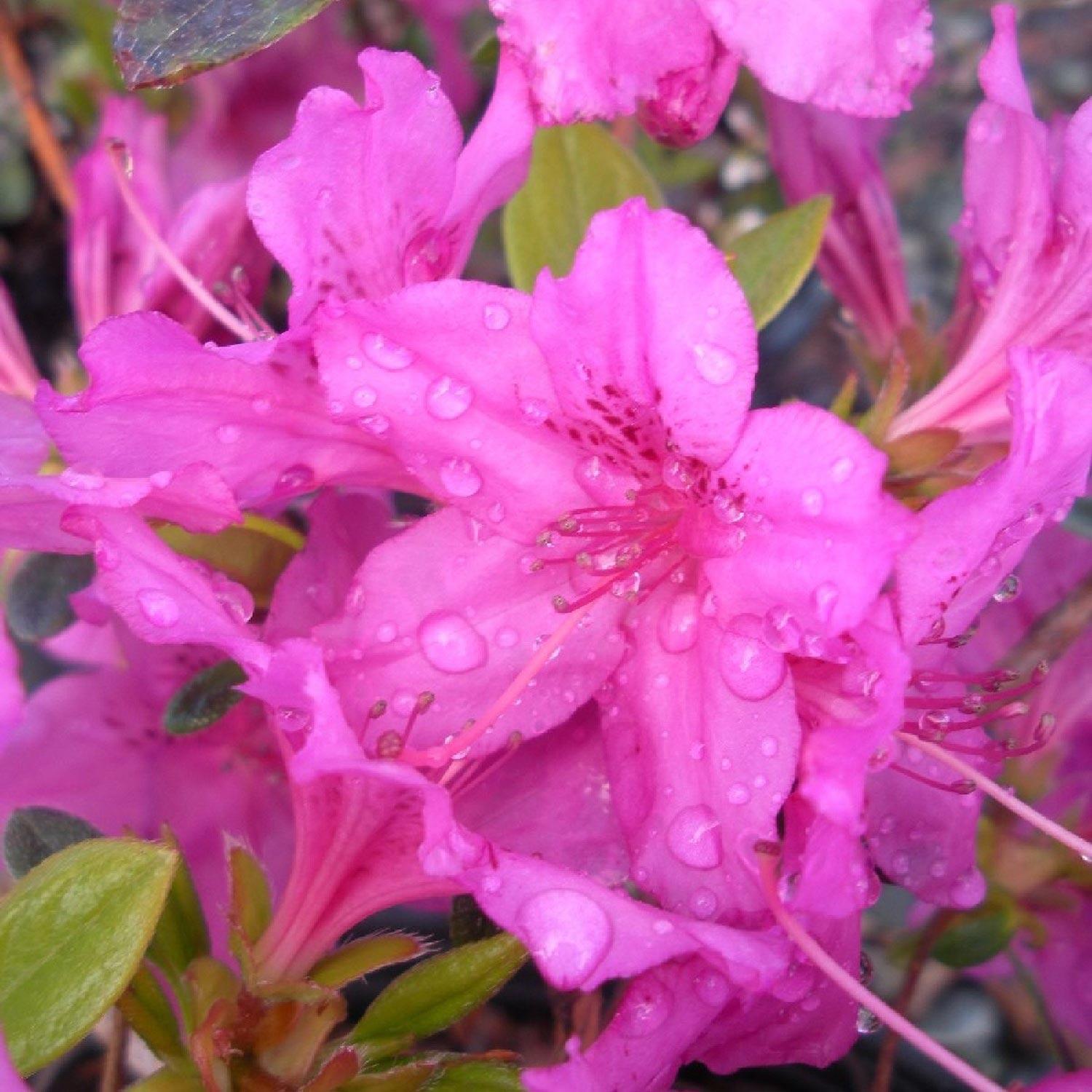 Evergreen Azaleas 2G