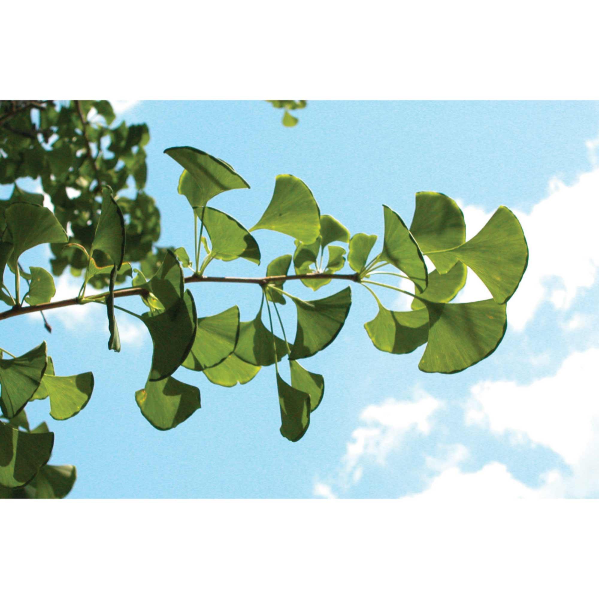 Ginkgo Maidenhair Tree 7G