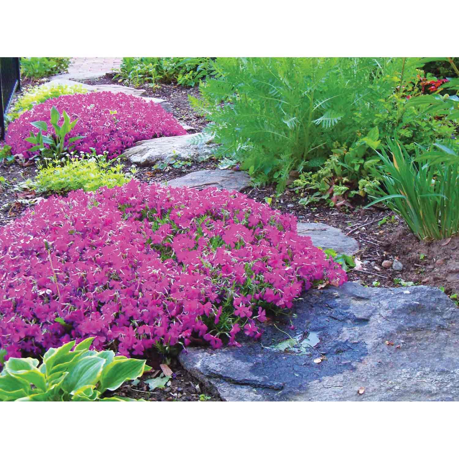 Creeping Phlox Deluxe Assortment 1G