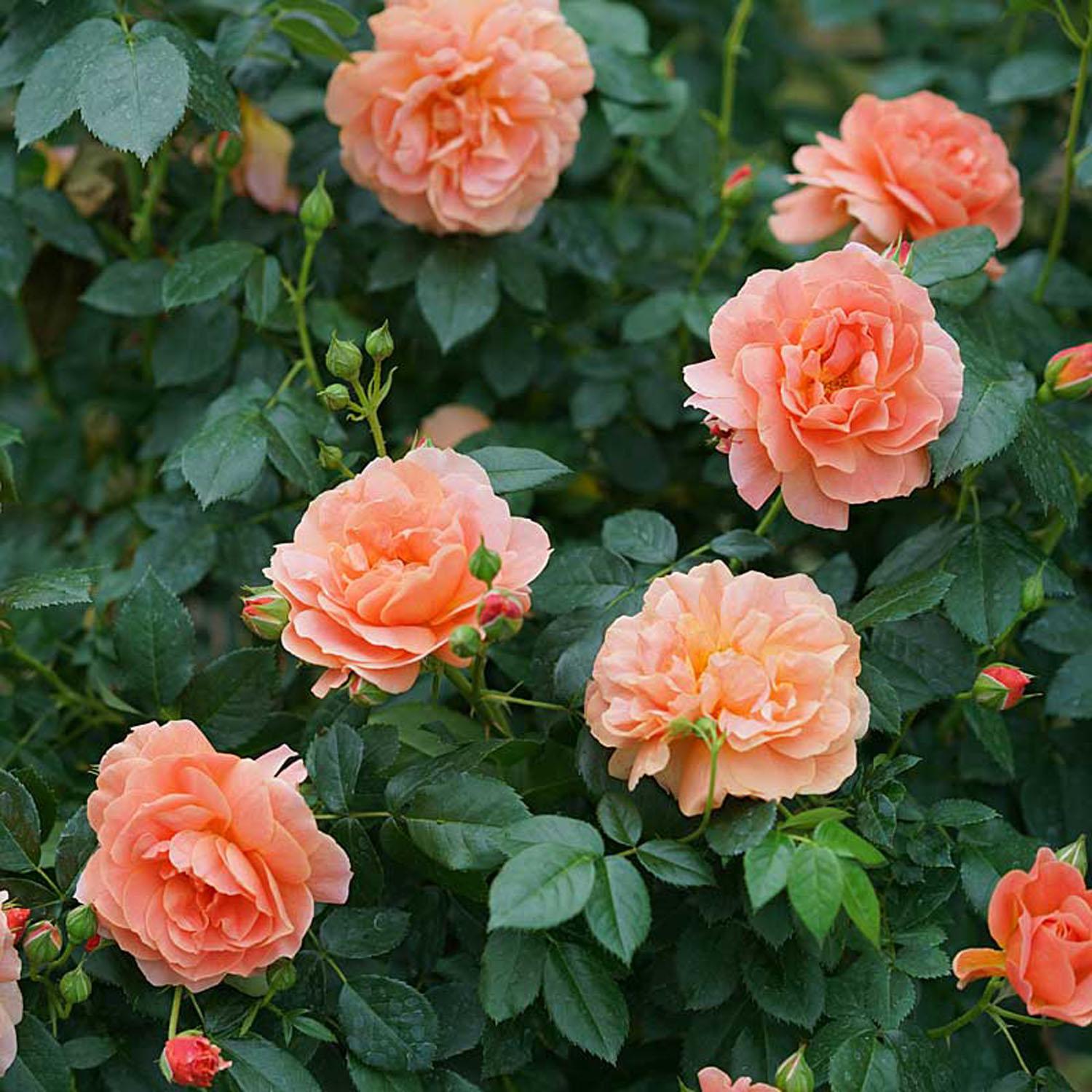 Rosier At Last® Proven Winners® 1 gal