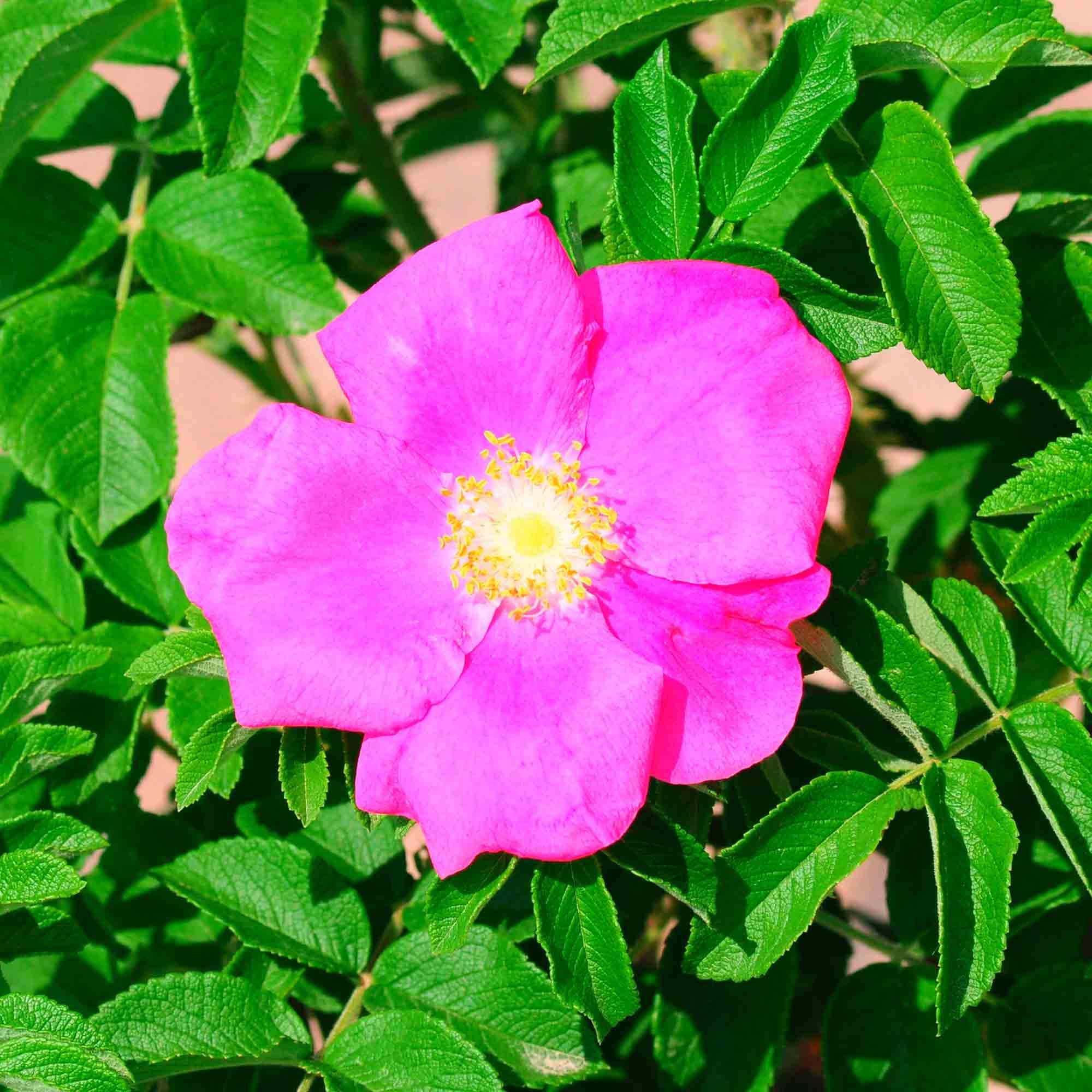 Rugosa Shrub Rose 2G