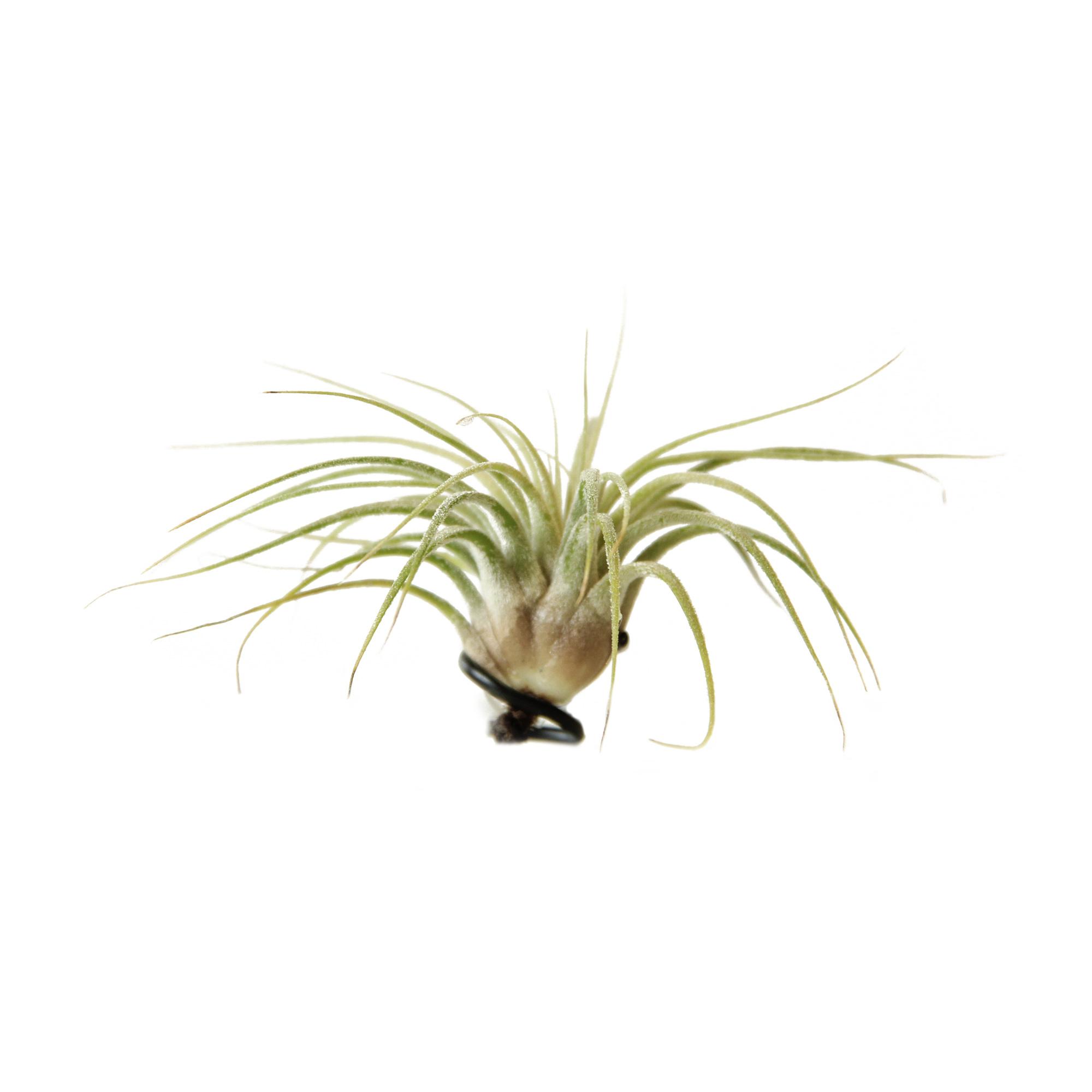 Indoor Tillandsia - Small Air Plant