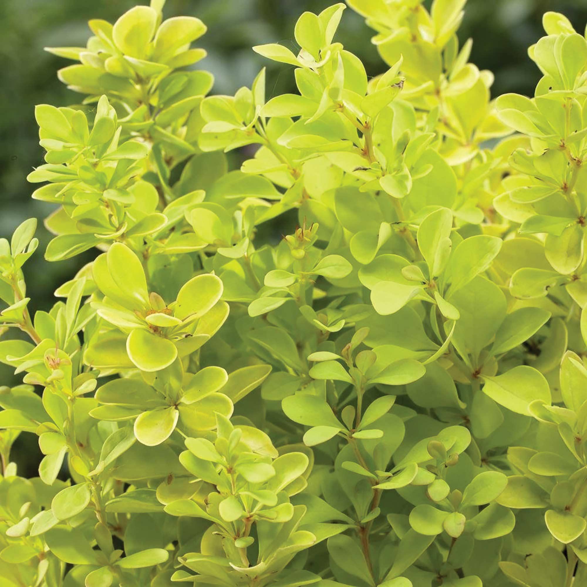 Sunsation Japanese Barberry 2G