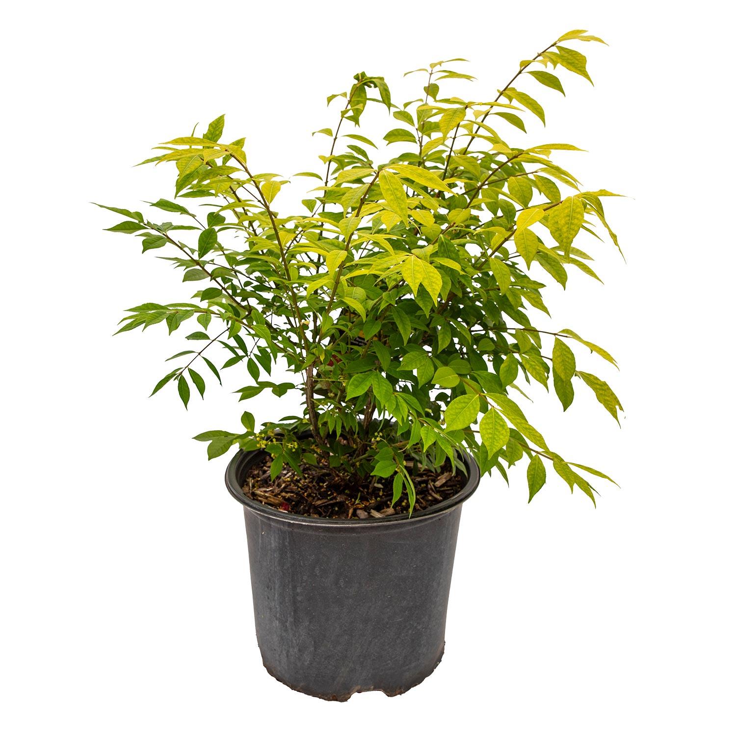 Kochia à balais nain 3 gal