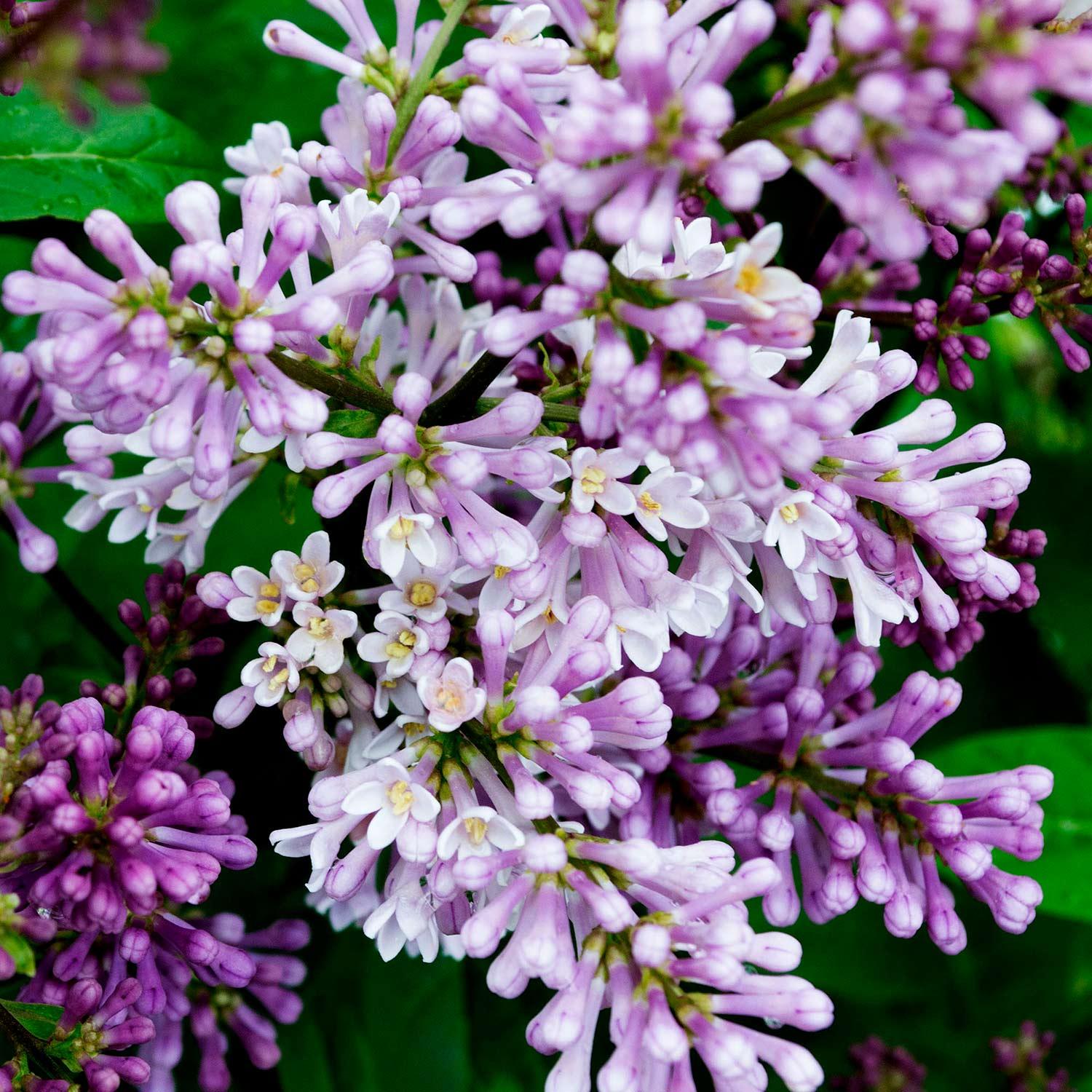 Minuet Preston Lilac 3G